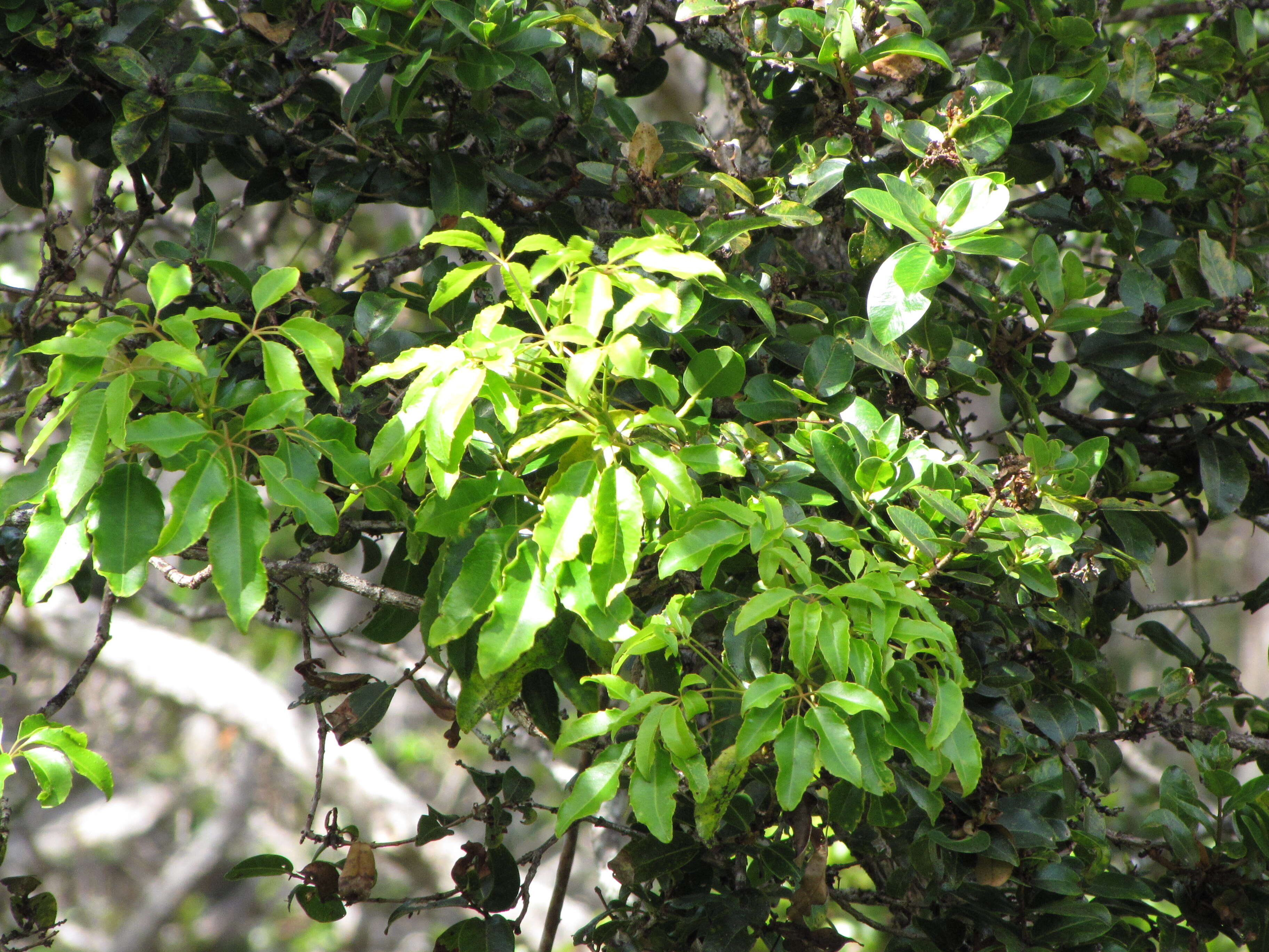 Cheirodendron trigynum (Gaudich.) A. Heller resmi