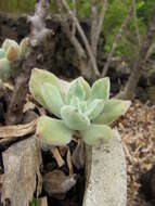 Image of Kalanchoe tomentosa Baker