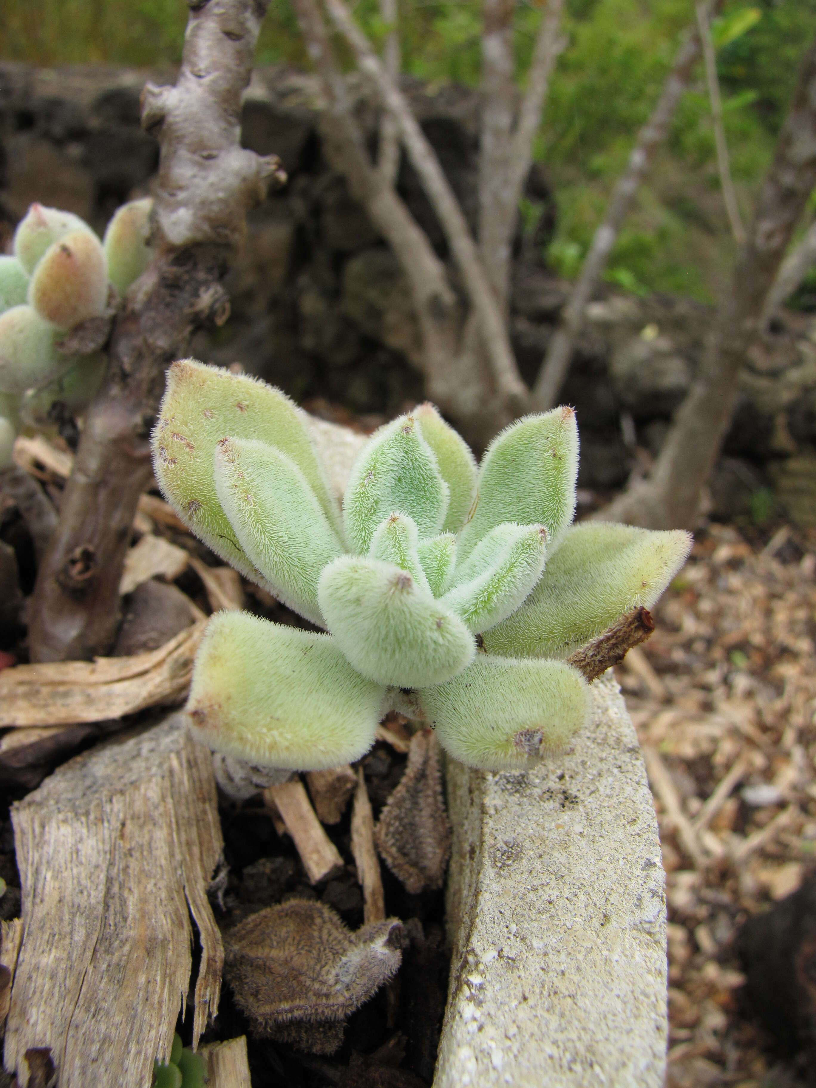 Image of Kalanchoe tomentosa Baker