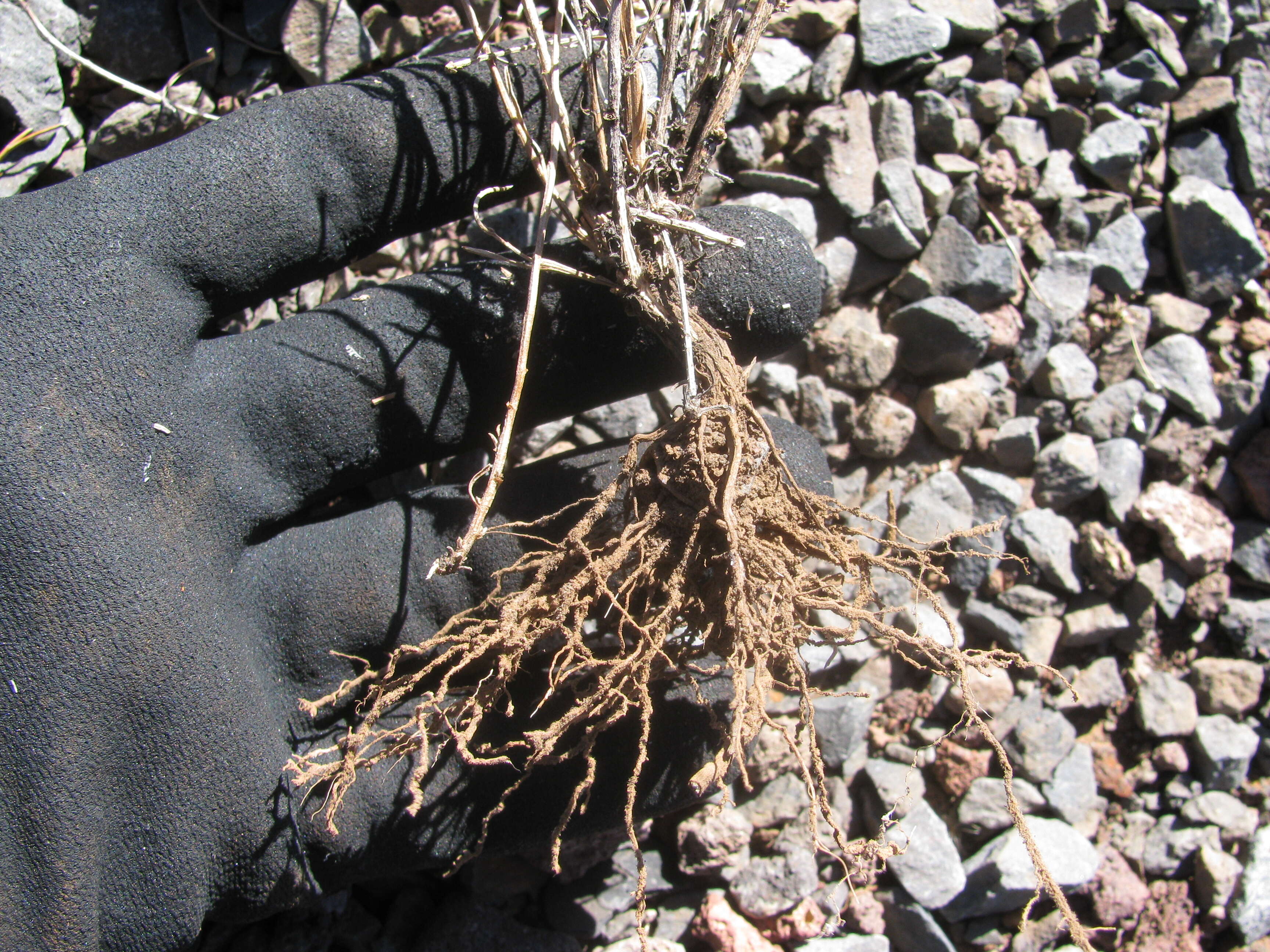 Image of broom snakeweed