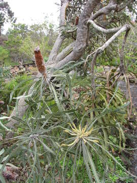 Image of red pincushion-protea