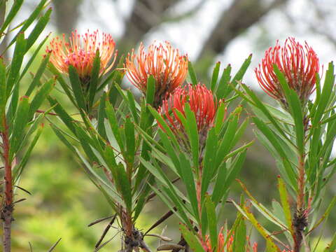 Image of red pincushion-protea