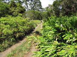 Imagem de Hedychium coronarium J. Koenig