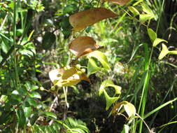 Image of Hawai'i greenbrier