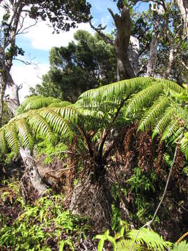 Image of Hapu'u'ii