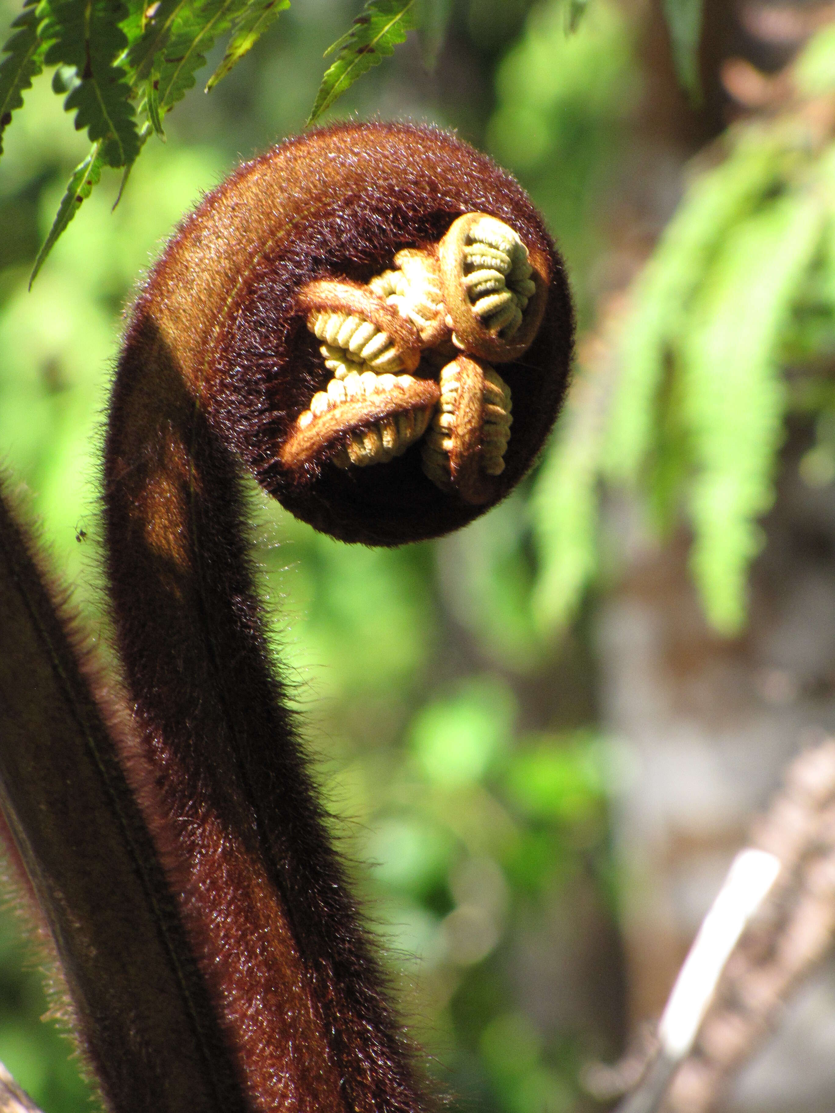 Image of Hapu'u'ii