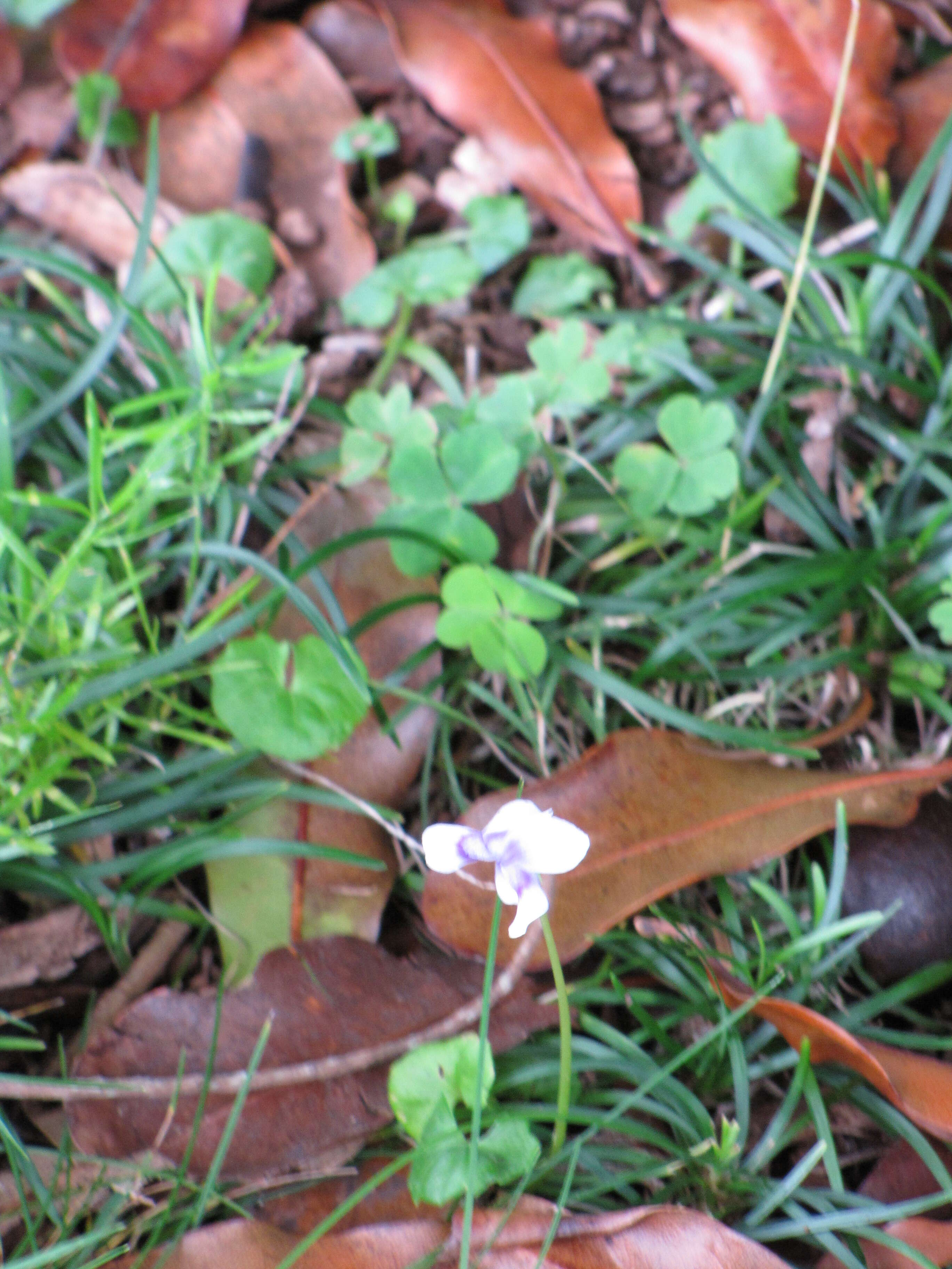 Image of Ivy-leaved Toadflax