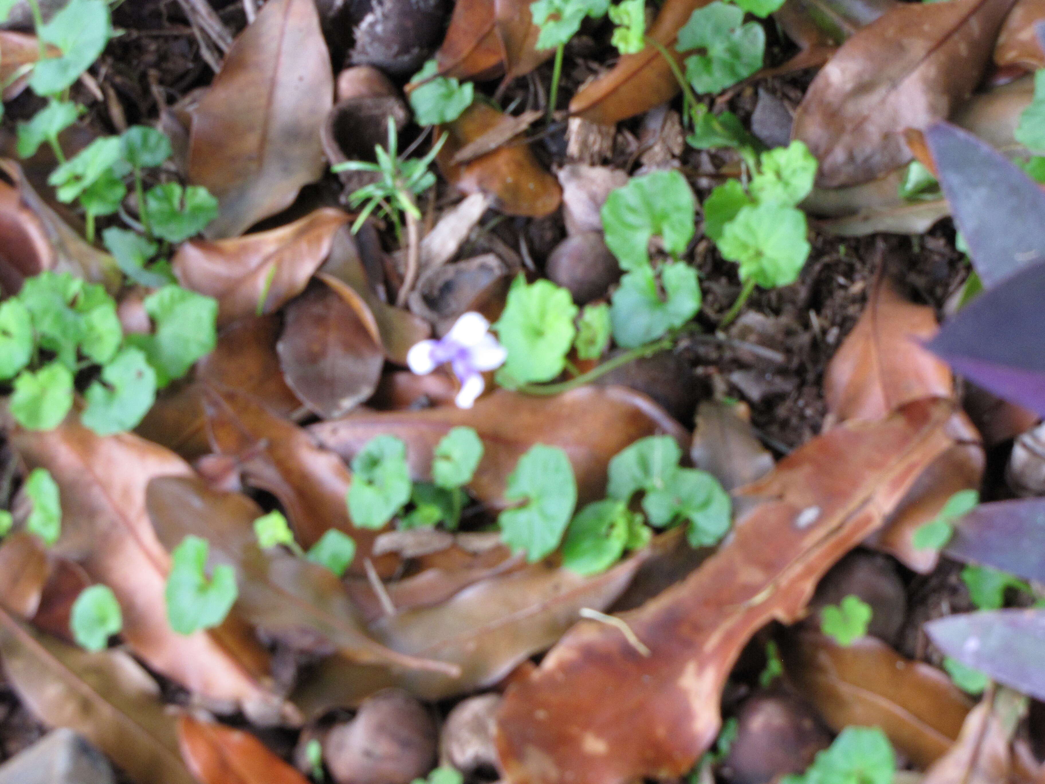 Image of Ivy-leaved Toadflax