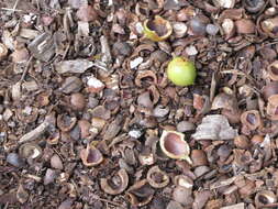 Image of macadamia nut