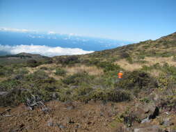 Image of Haleakala sandalwood