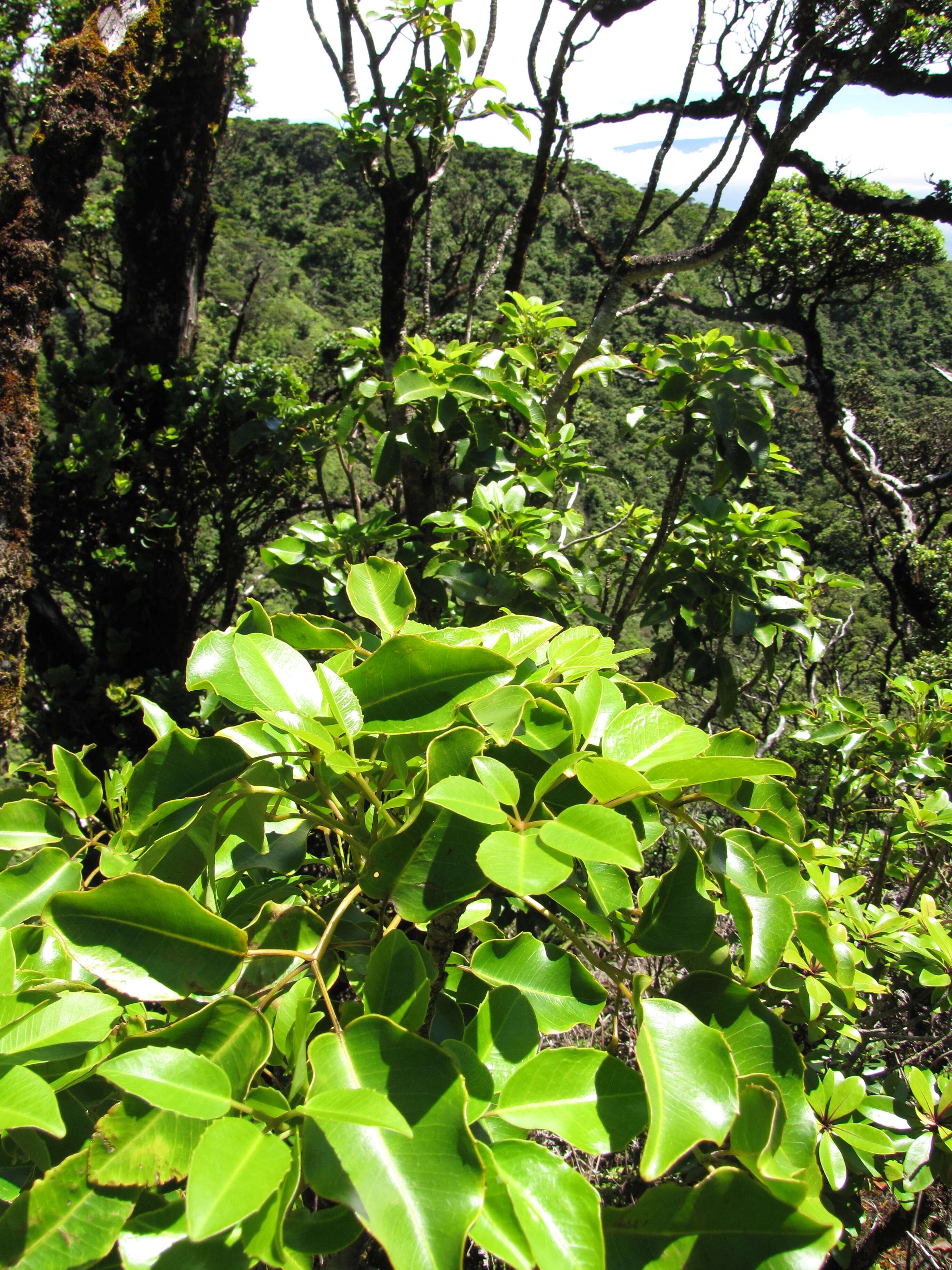 Cheirodendron trigynum (Gaudich.) A. Heller resmi