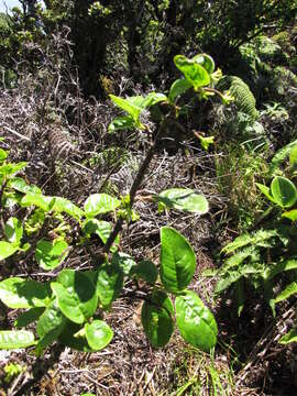 Image of Wikstromeia oahuensis