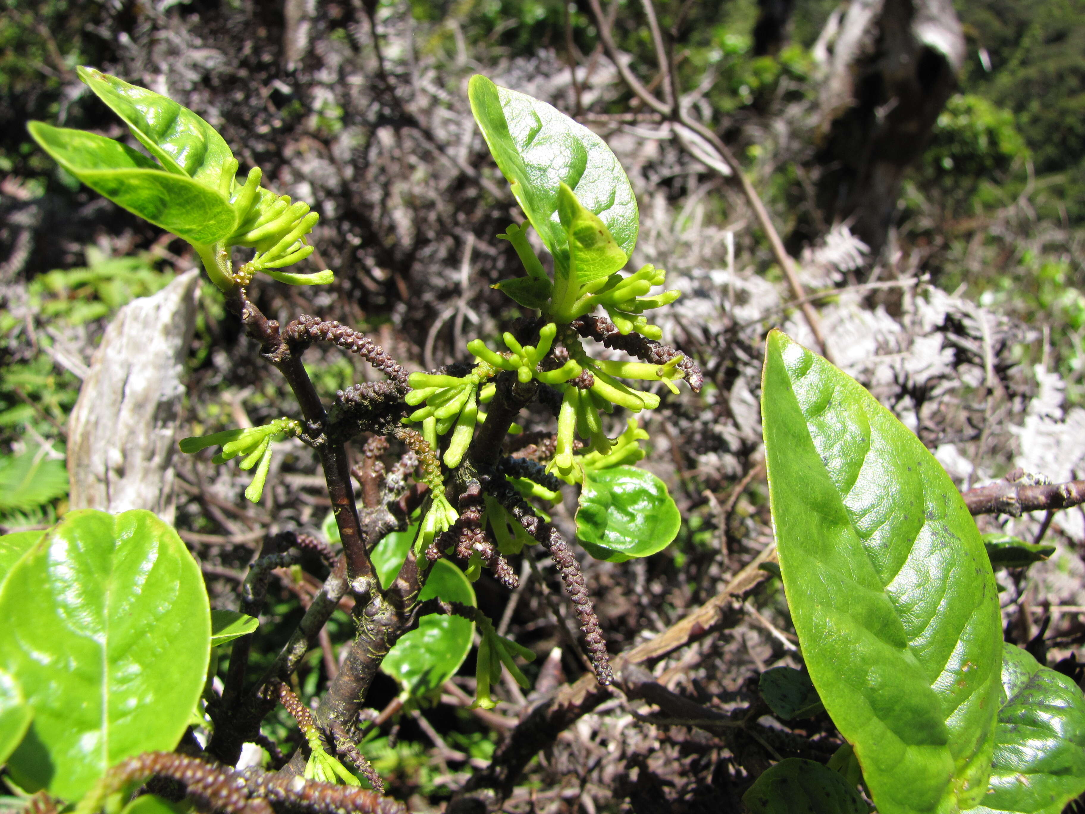 Image of Wikstromeia oahuensis