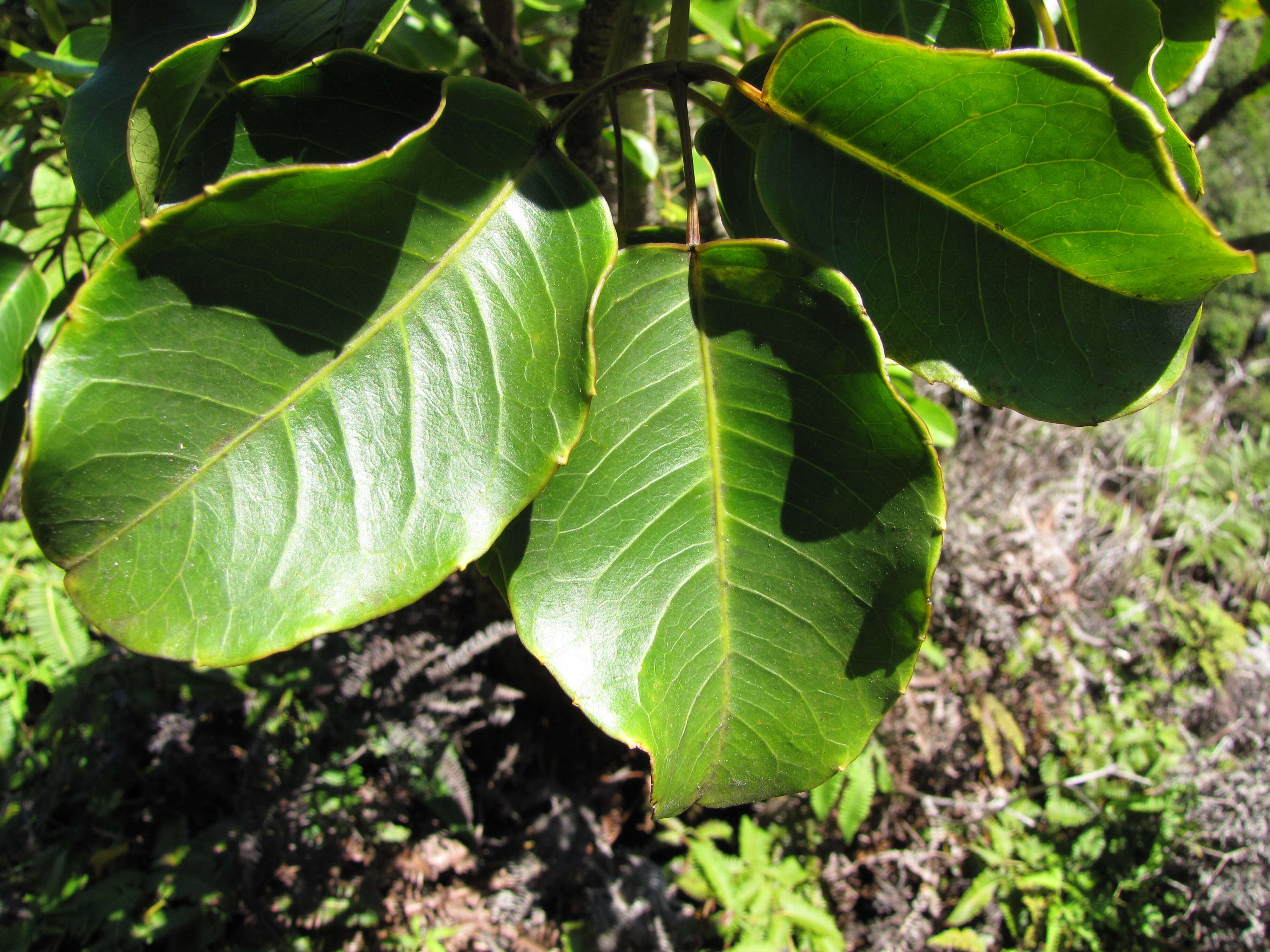 Cheirodendron trigynum (Gaudich.) A. Heller resmi