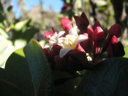 Image of Haleakala sandalwood