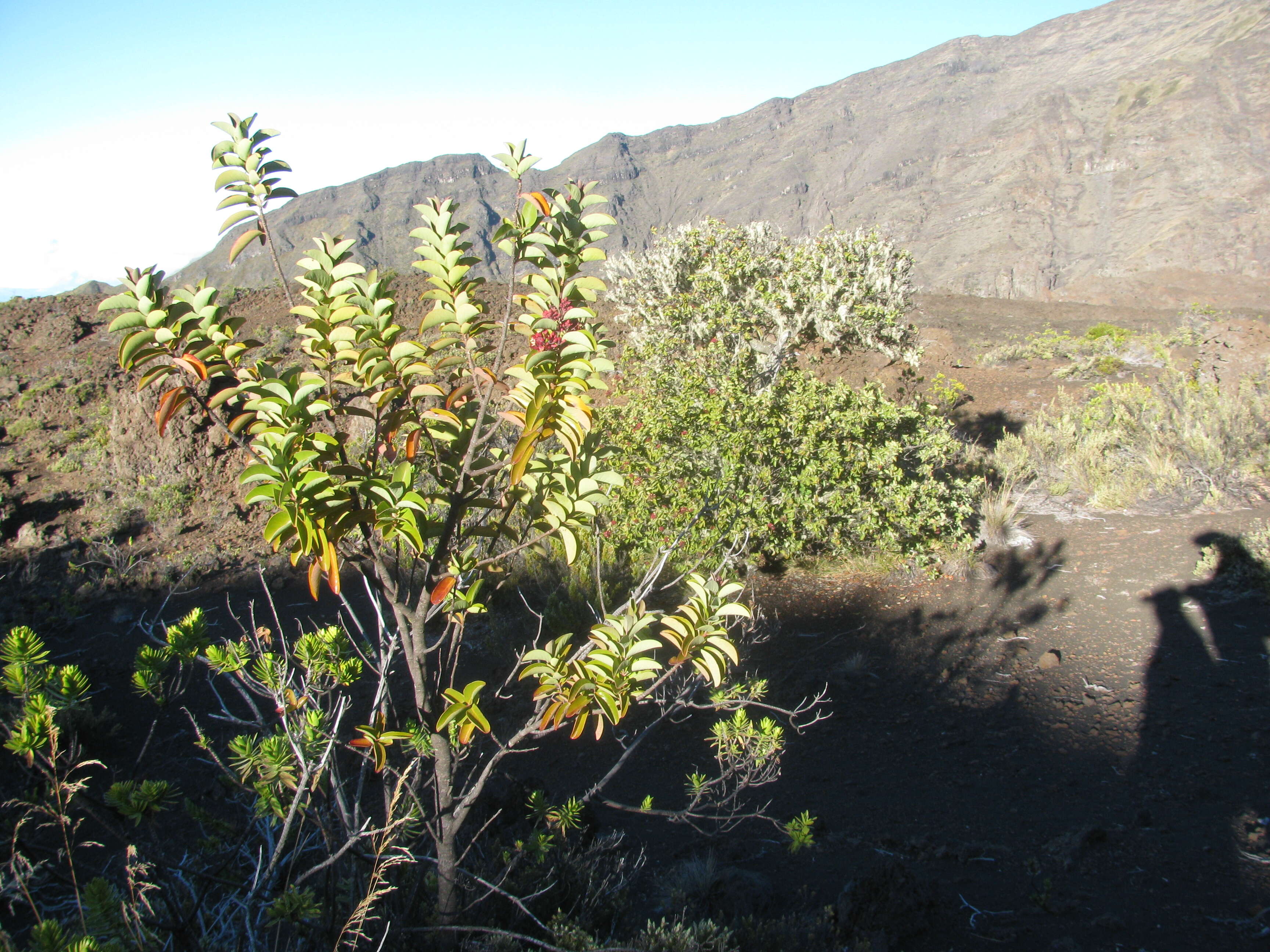 Image of Haleakala sandalwood