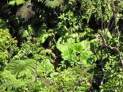 صورة Gunnera petaloidea Gaudich.