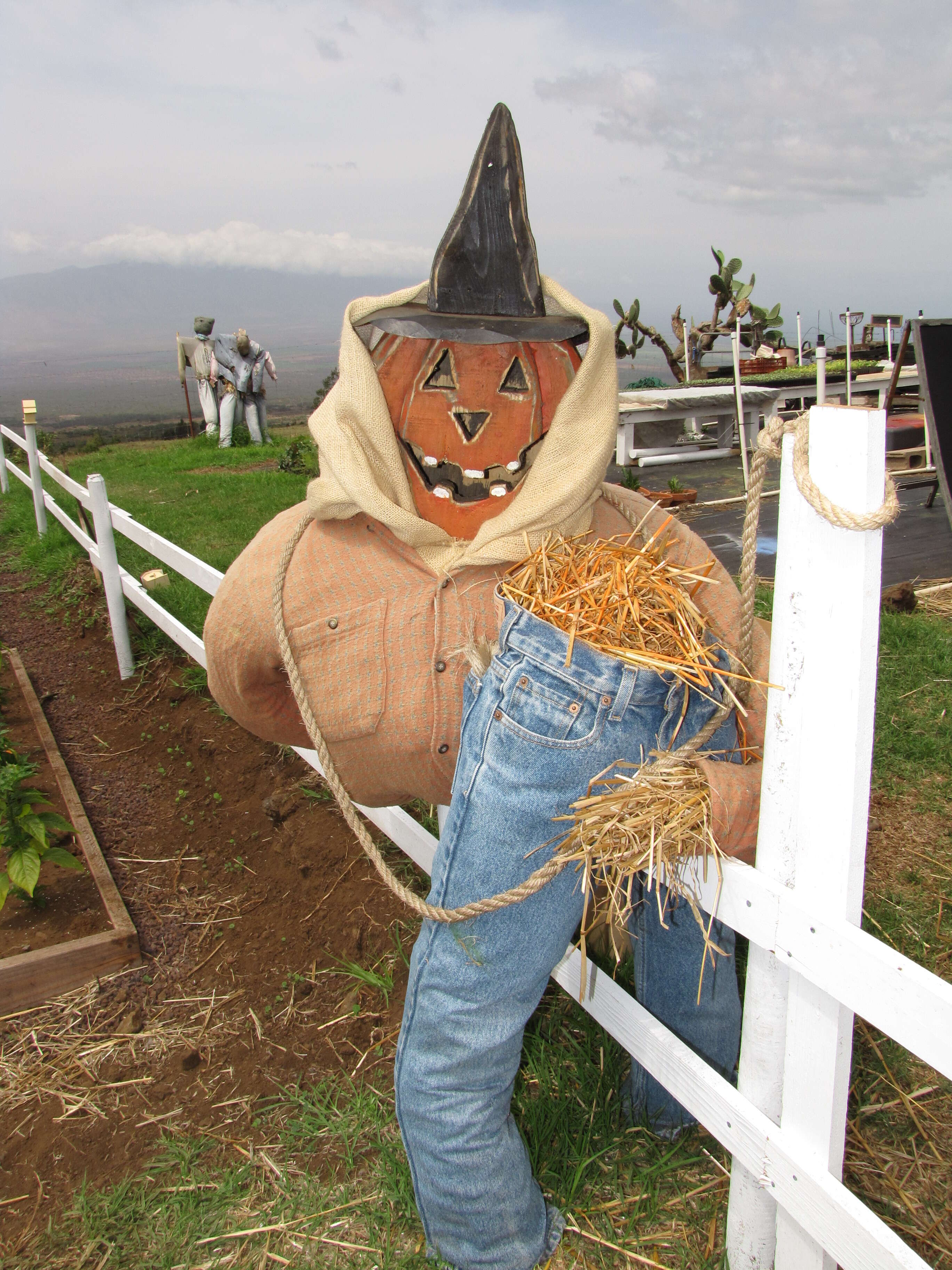 Image of field pumpkin