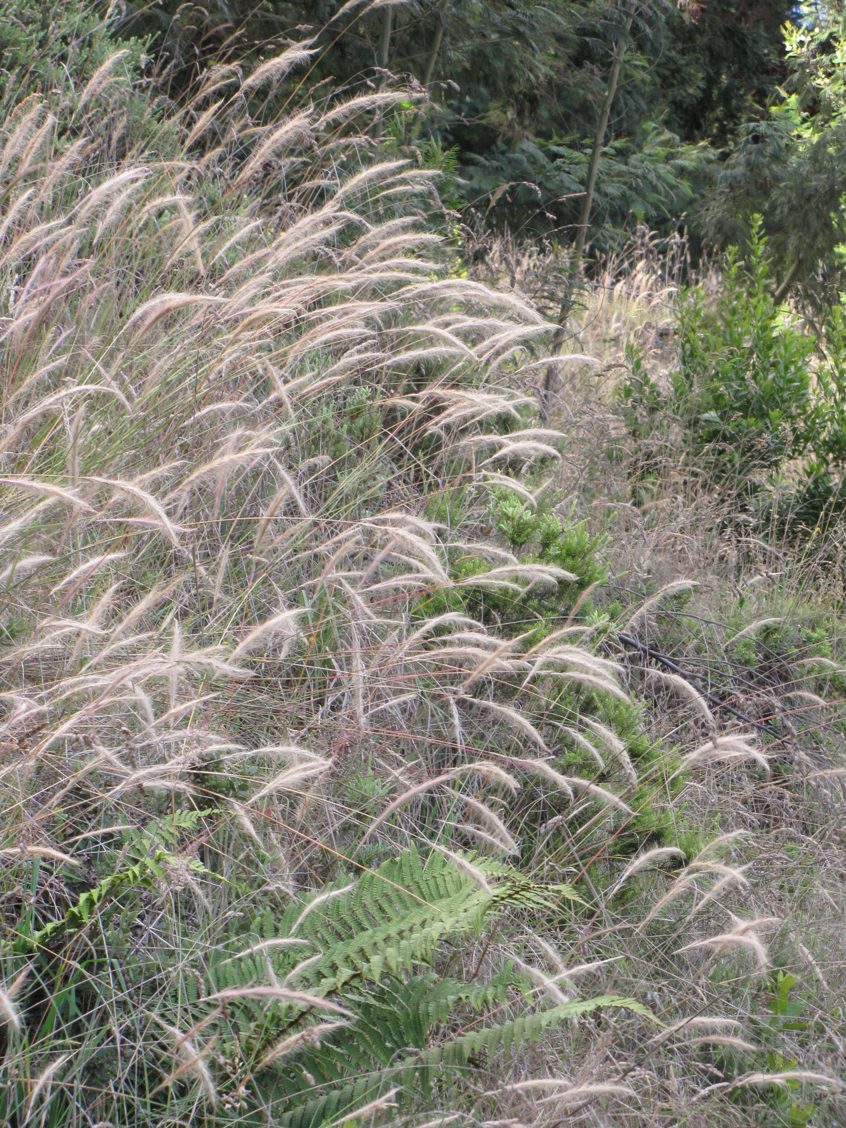 Sivun Dichelachne crinita (L. fil.) Hook. fil. kuva