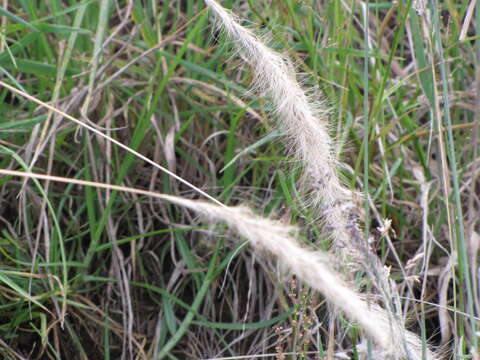 Image of clovenfoot plumegrass