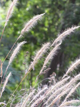 Image of clovenfoot plumegrass