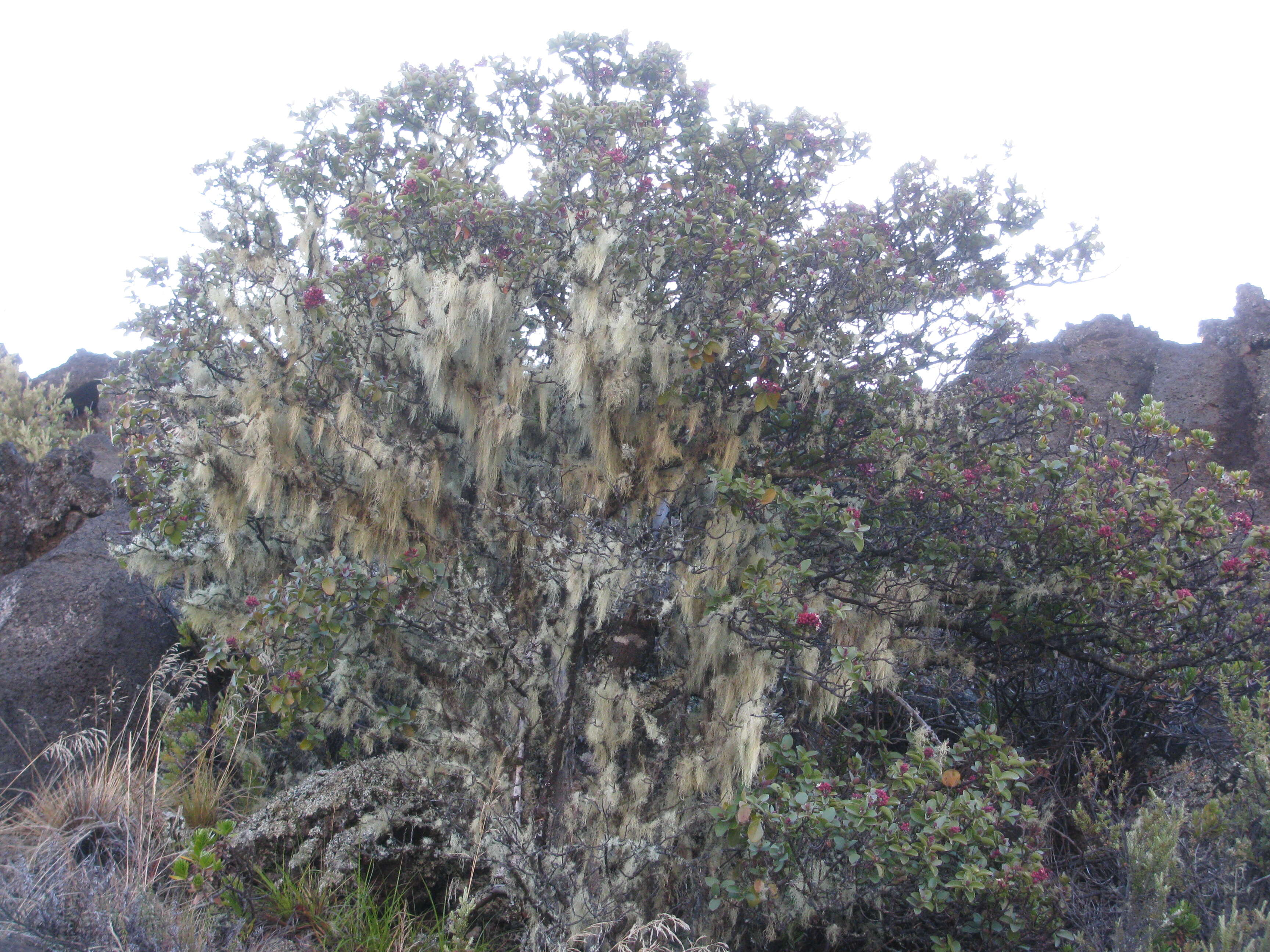 Image of Haleakala sandalwood