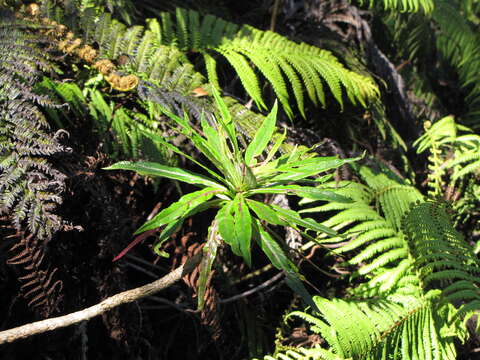 Plancia ëd Lobelia hypoleuca Hillebr.