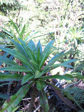 Image of Lobelia hypoleuca Hillebr.