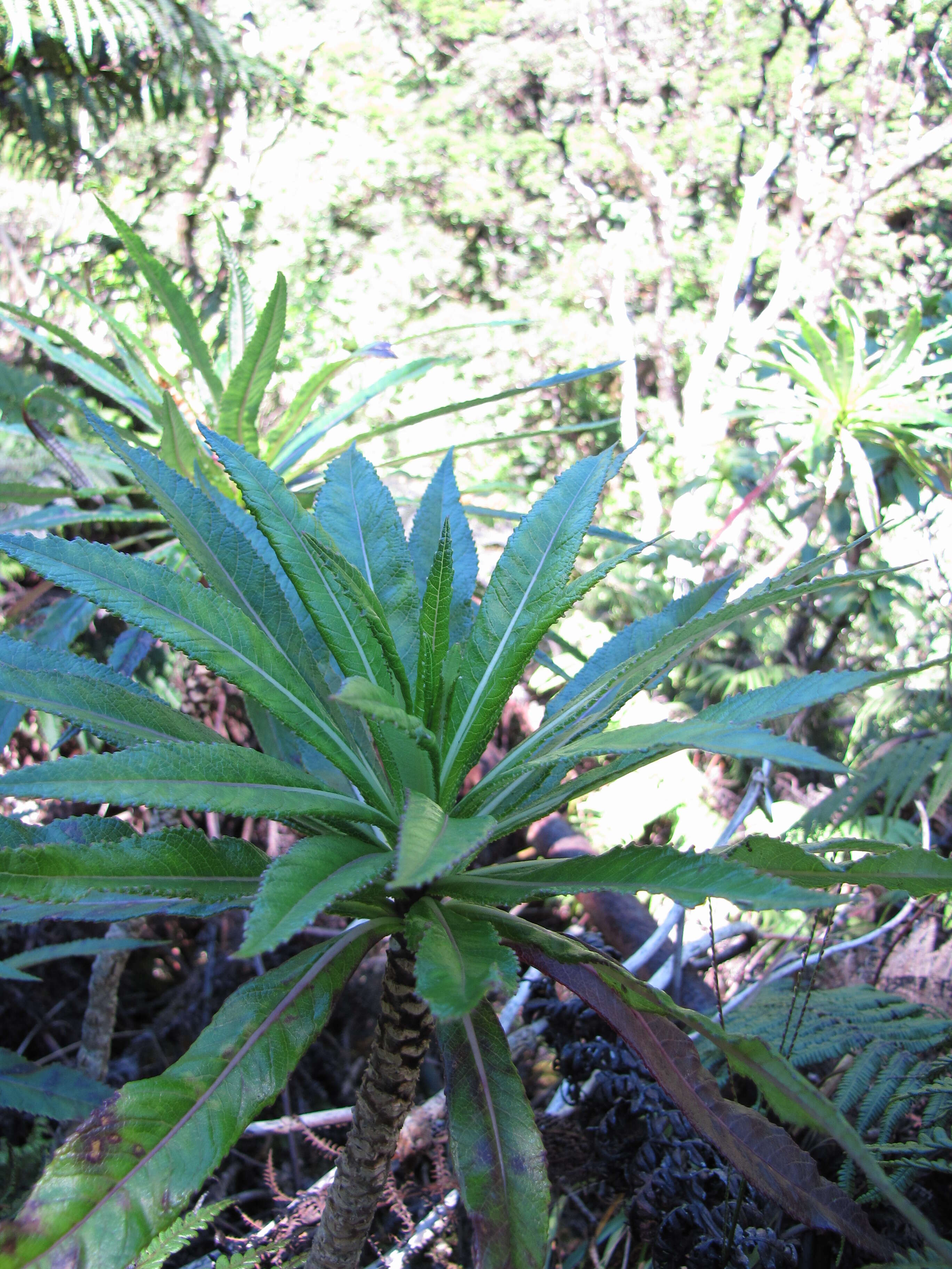 Imagem de Lobelia hypoleuca Hillebr.