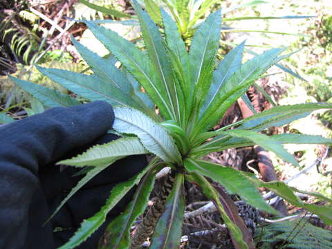 Imagem de Lobelia hypoleuca Hillebr.