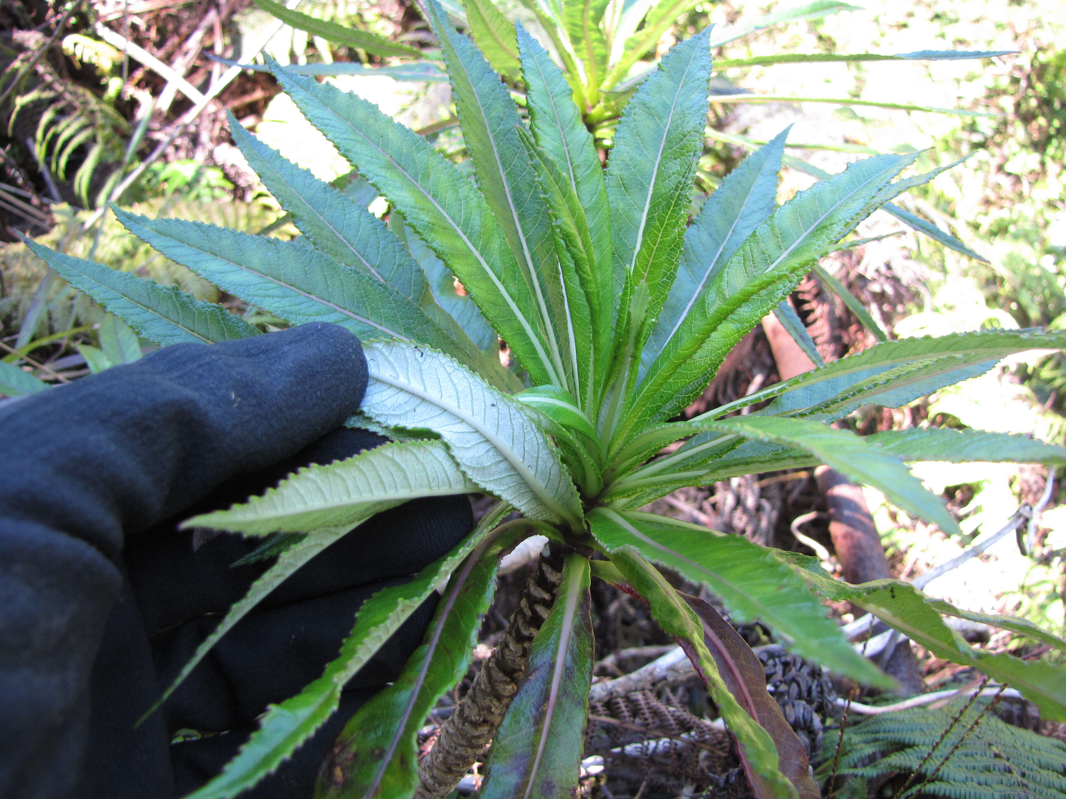 Imagem de Lobelia hypoleuca Hillebr.