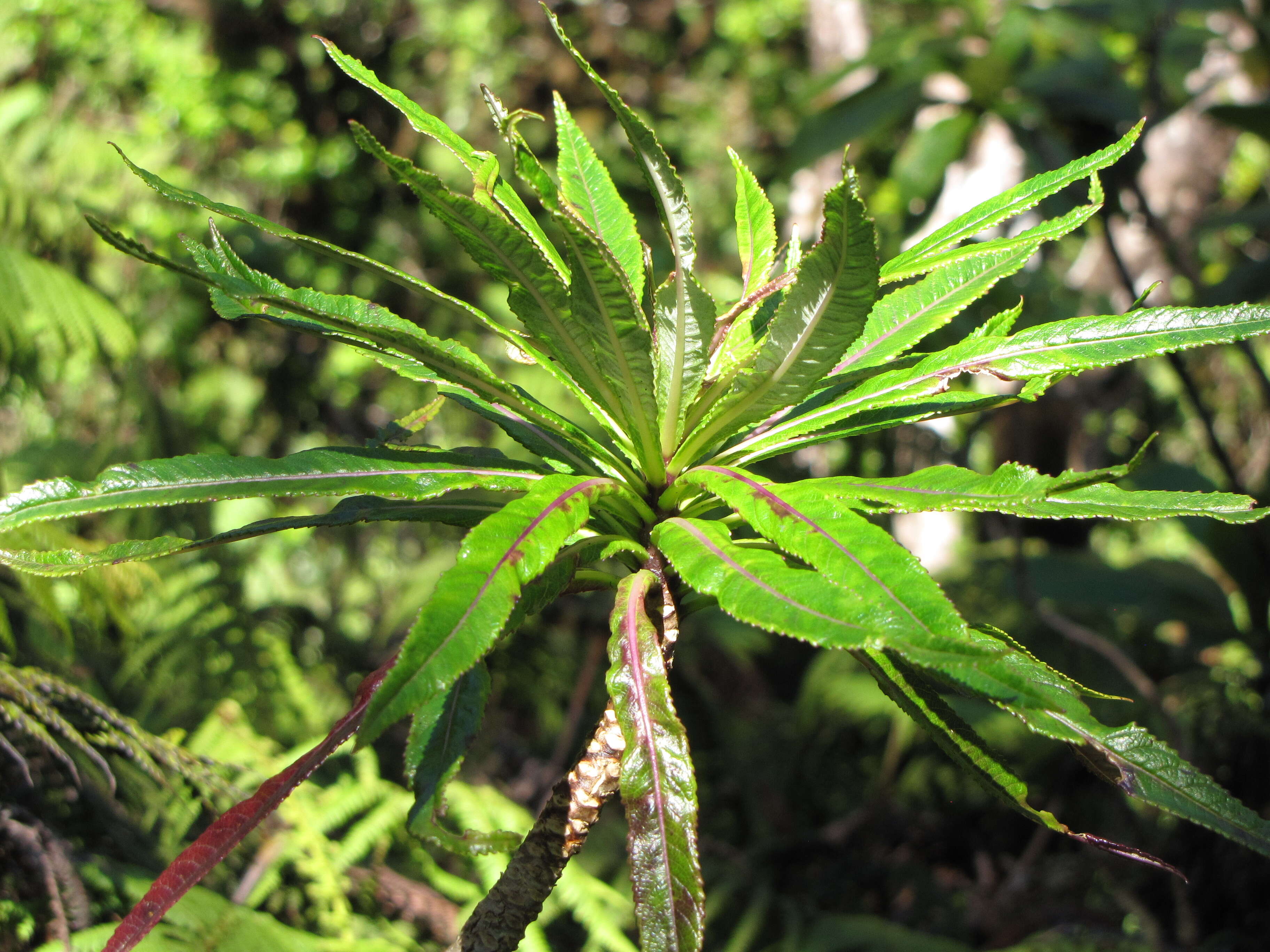 Imagem de Lobelia hypoleuca Hillebr.