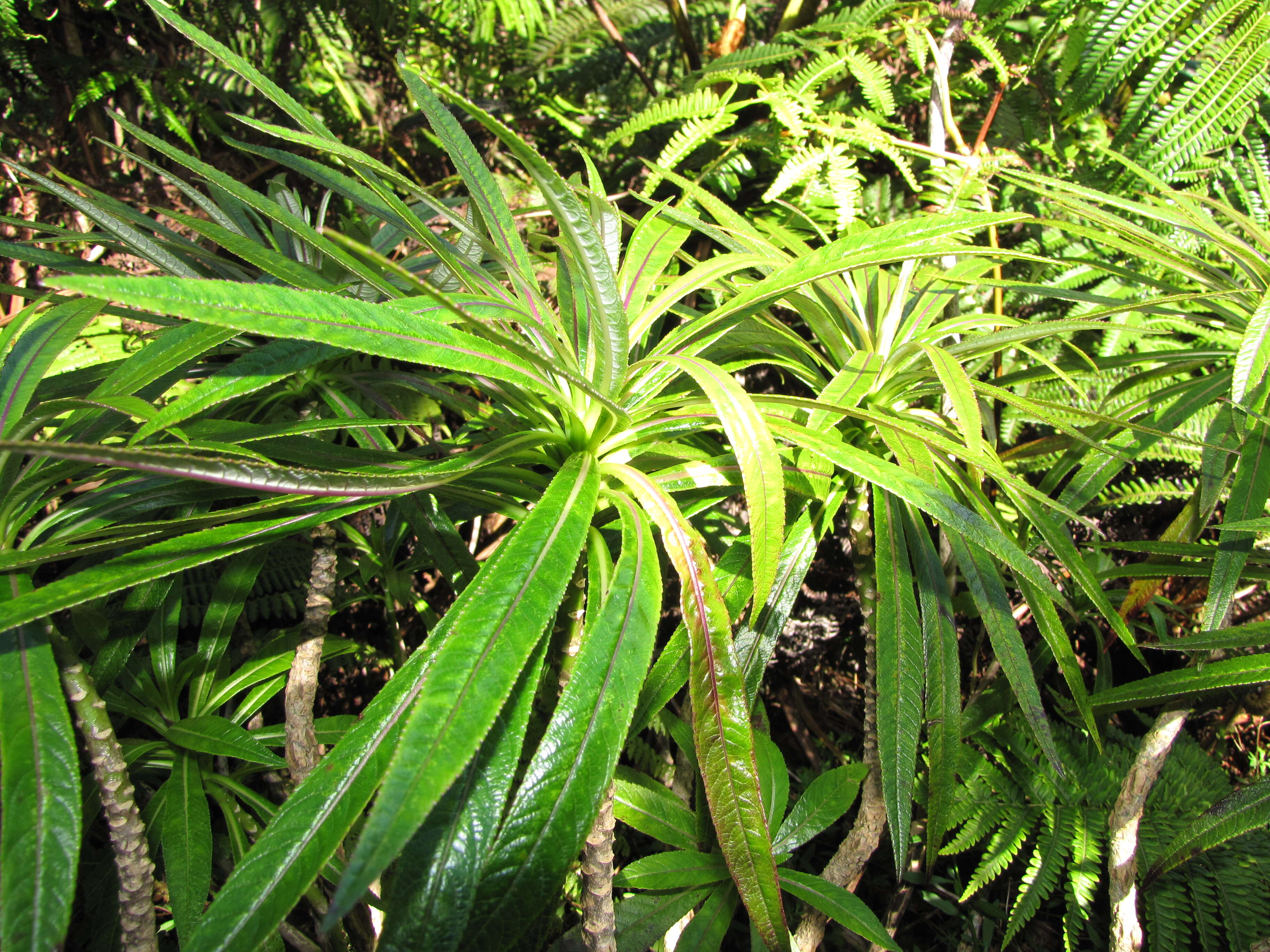 Imagem de Lobelia hypoleuca Hillebr.