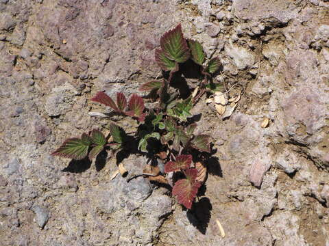 Image of Mysore raspberry