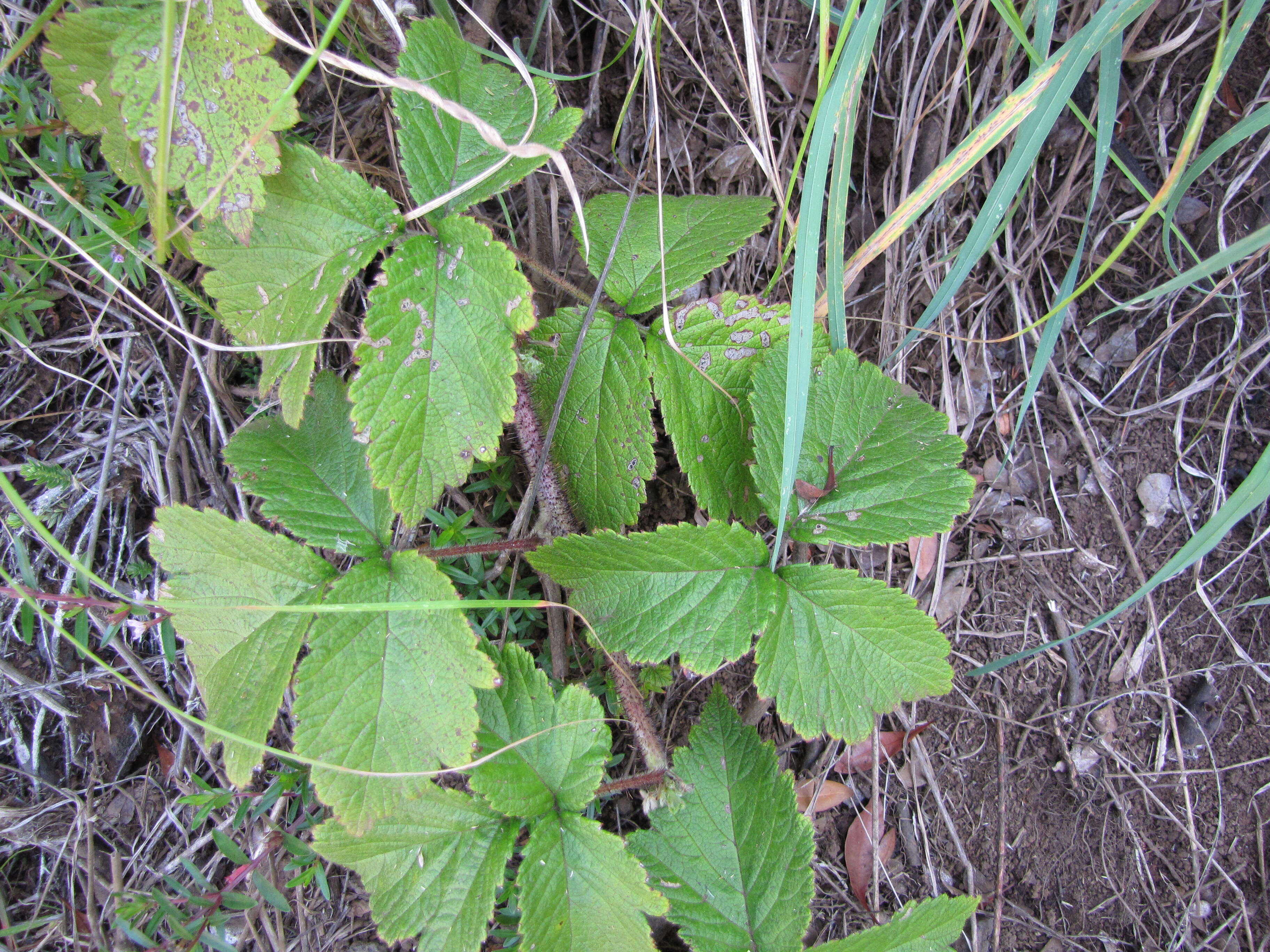 Слика од Rubus macraei A. Gray