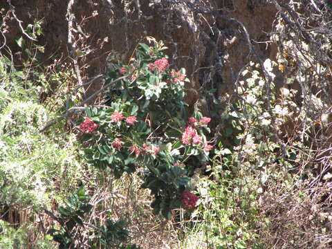 Image of Haleakala sandalwood