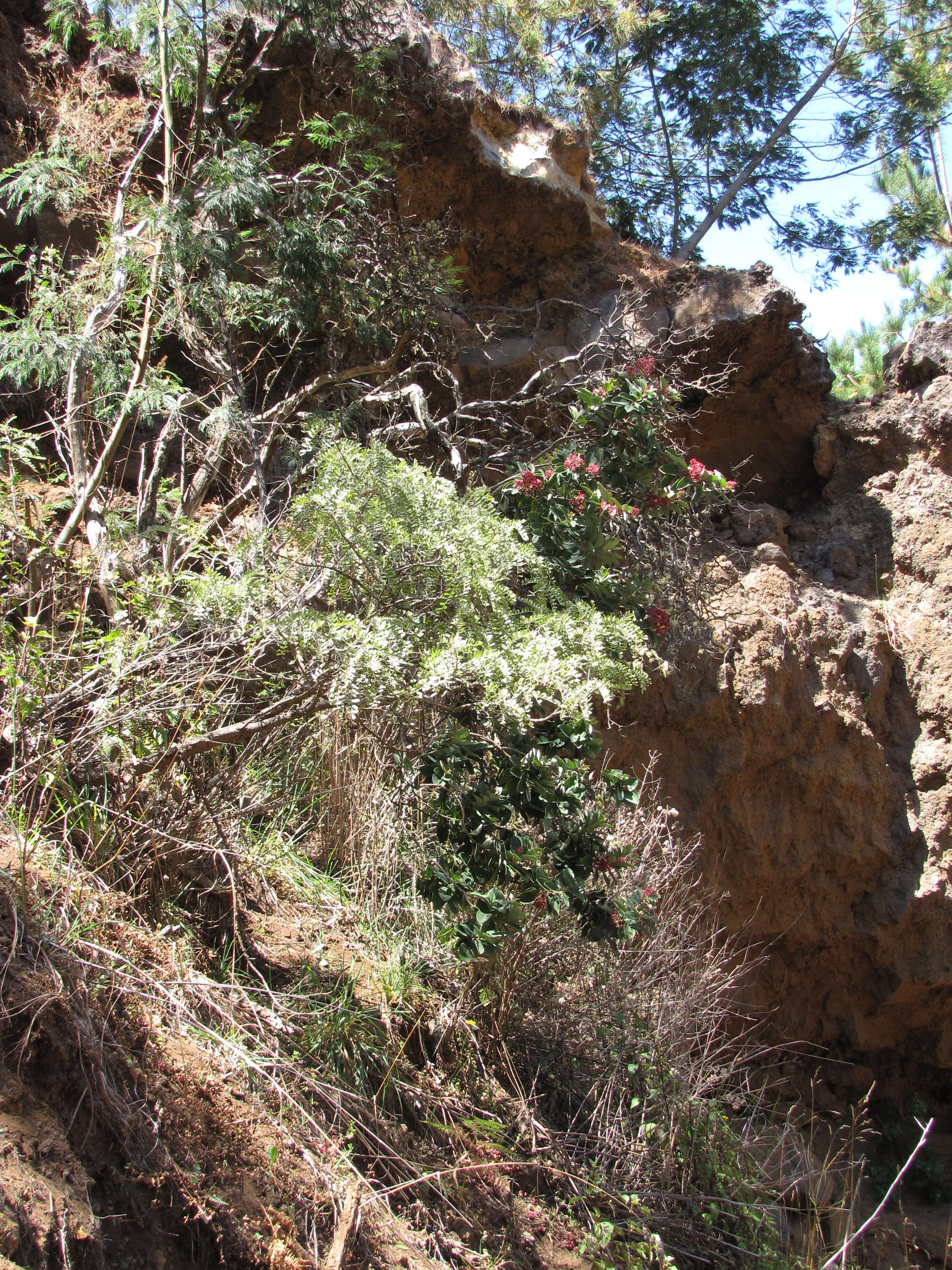 Image of Haleakala sandalwood