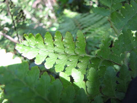 Microlepia strigosa (Thunb.) C. Presl resmi