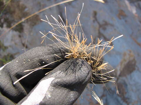 Image of clovenfoot plumegrass