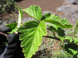 Слика од Rubus macraei A. Gray