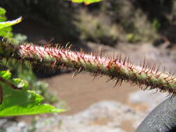 Слика од Rubus macraei A. Gray