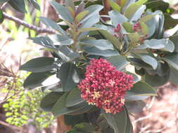 Image of Haleakala sandalwood