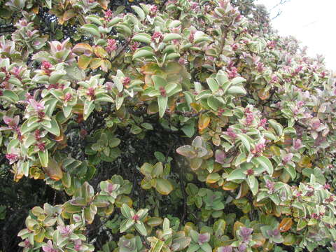 Image of Haleakala sandalwood