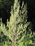 Juniperus bermudiana L. resmi