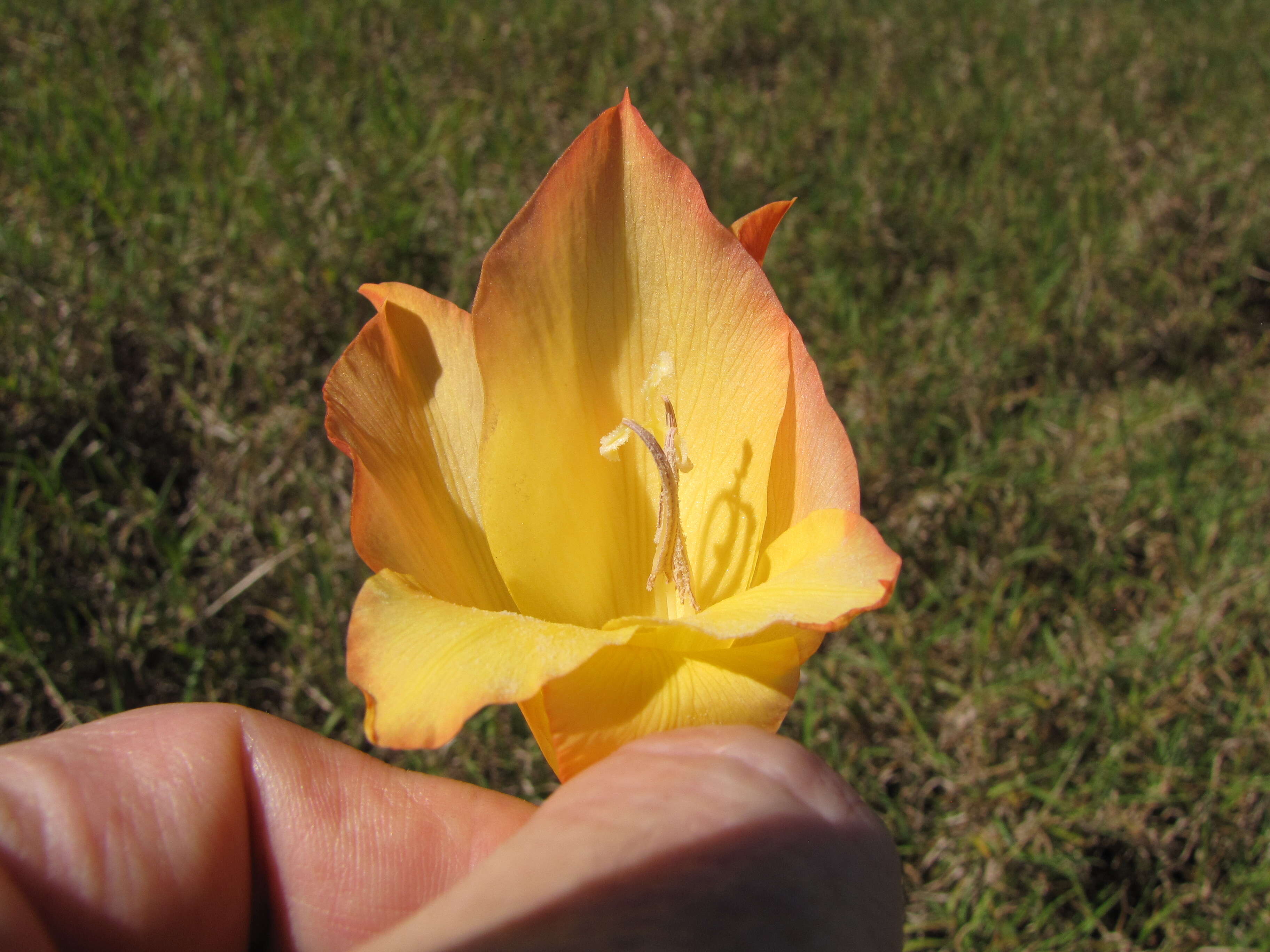 صورة Gladiolus dalenii Van Geel