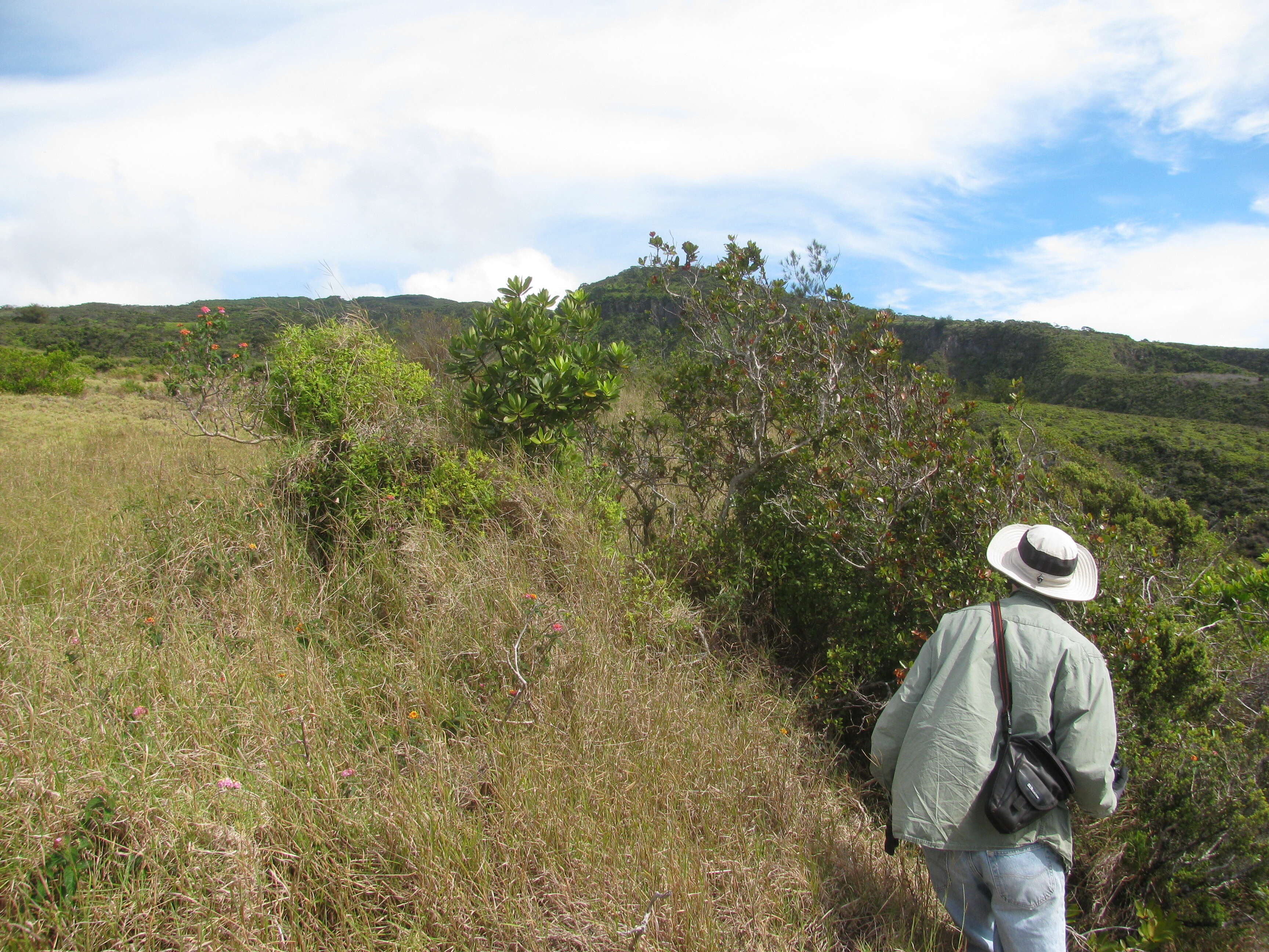 Image of kolea lau nui