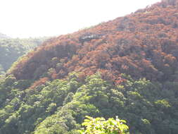 Image of Haleakala sandalwood