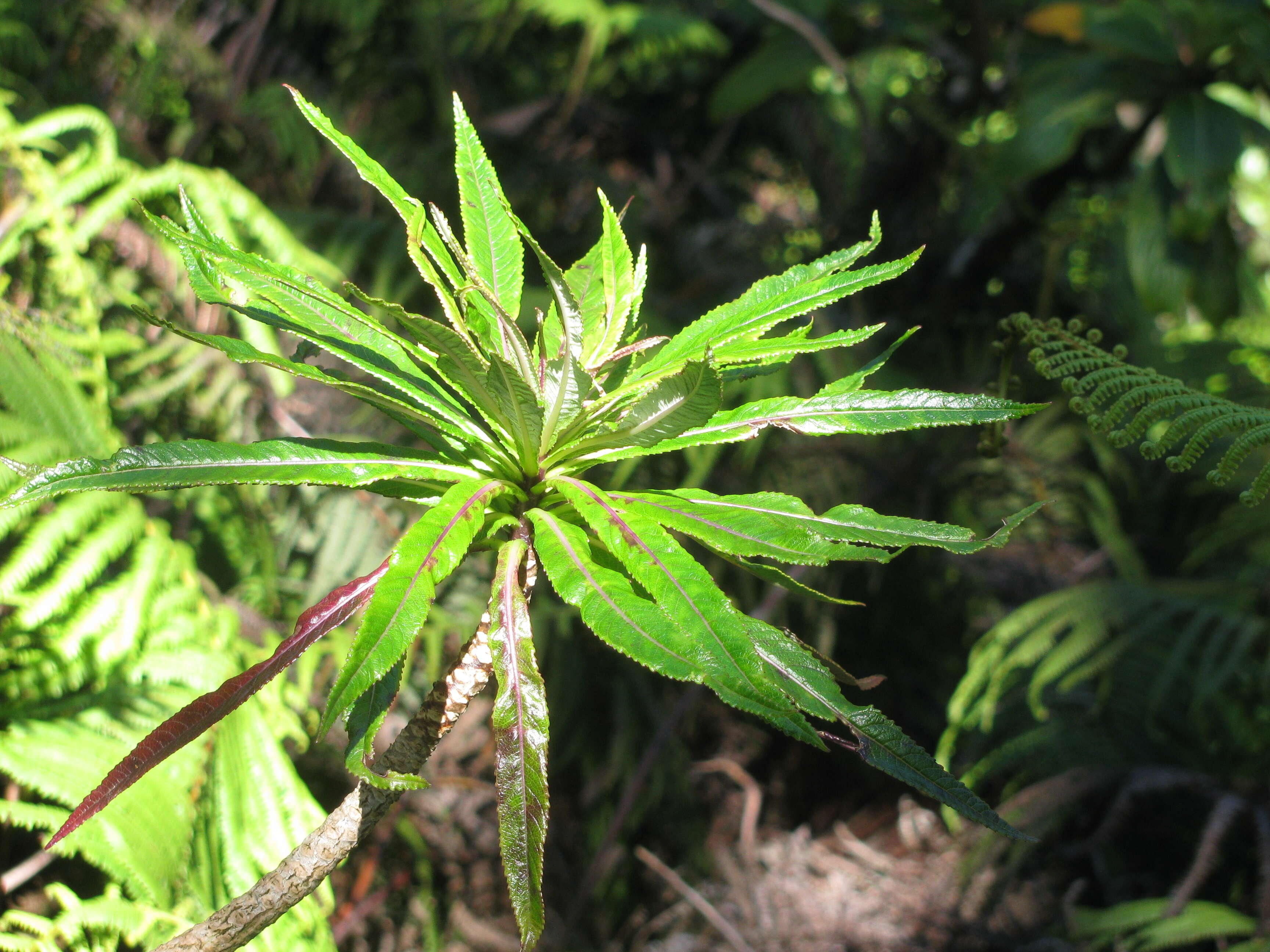 Imagem de Lobelia hypoleuca Hillebr.