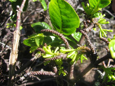 Image of Wikstromeia oahuensis