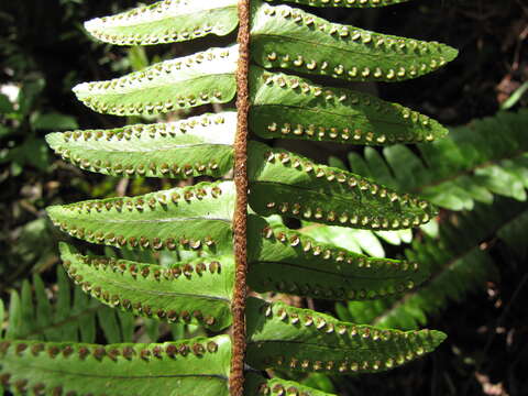 Image of Boston swordfern